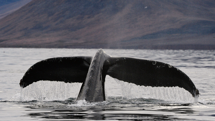 نفوق حوت بطريقة بشعة وغير مألوفة! (فيديو)