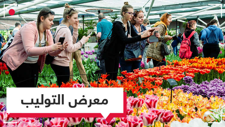 فيديو.. أكبر معرض لزهور التوليب بالعالم