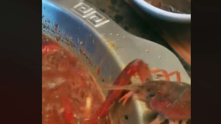 سرطان البحر يخلع مخلبه ويهرب من وعاء الطبخ لينجو بحياته