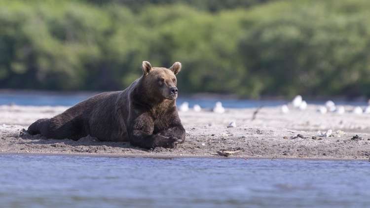 دب يبتز سائحا ويأكل طعامه (فيديو)