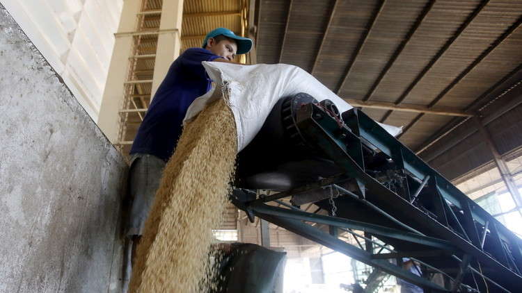 رسميا.. مصر تعلن البدء باستيراد الأرز