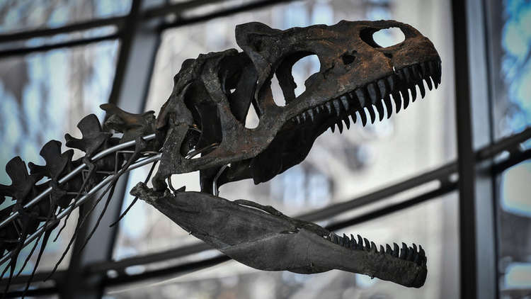 بيع بقايا ديناصور نادرة بمليوني يورو في باريس