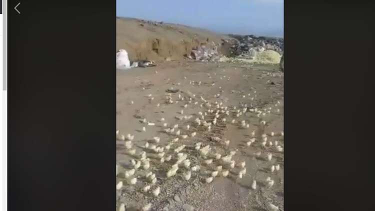 في مشهد نادر.. بعد رمي البيض في القمامة مئات الصيصان تفقس 