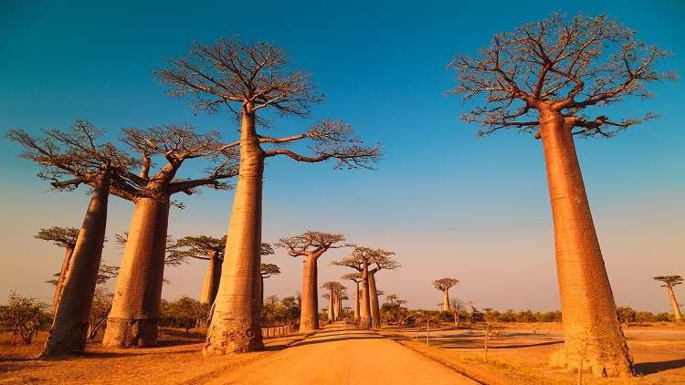 أقدم وأغرب أشجار إفريقيا تموت بشكل غامض