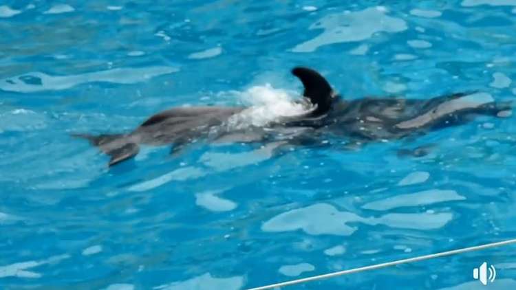 شاهد بالفيديو.. أنثى الدلفين تلد أثناء العرض أمام الجماهير