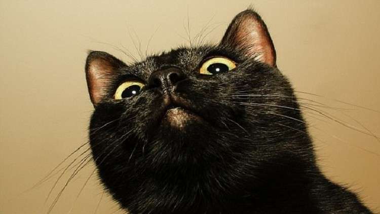 لماذ يتشاءم الناس من الرقم 13 والقطة السوداء؟