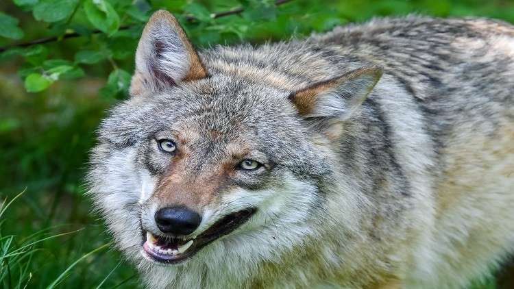 لأول مرة.. العلماء يتعقبون ذئبا هاجر من منطقة تشيرنوبل