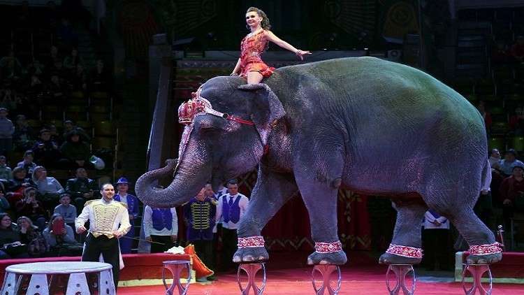 فيل يسقط على الجمهور في سيرك ألماني
