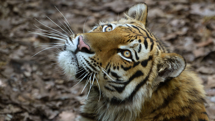 هجوم مفاجئ لنمر هندي على أبقار وسط قرية! (فيديو)