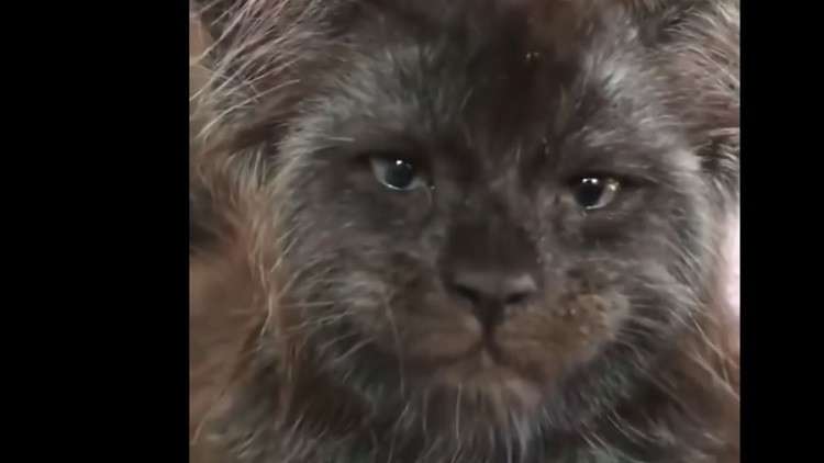 قط بوجه بشري بات بطل الإنترنت