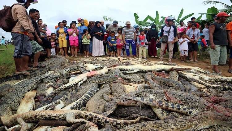 قتلوا 292 تمساحا انتقاما لصديقهم!