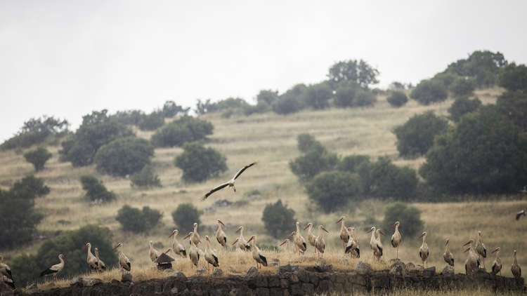 الجيش السوري يستعد لاستكمال عمليته في الجولان