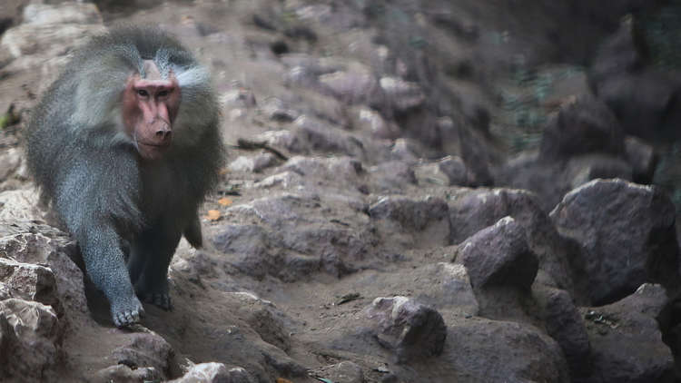 السعودية تحظر 8 ممارسات قاسية ضد الحيوان