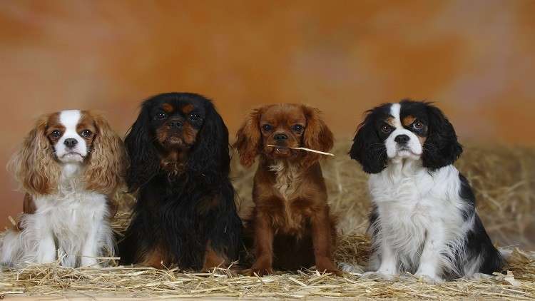 تجربة علمية تكشف مستوى جديدا من وفاء الكلاب!