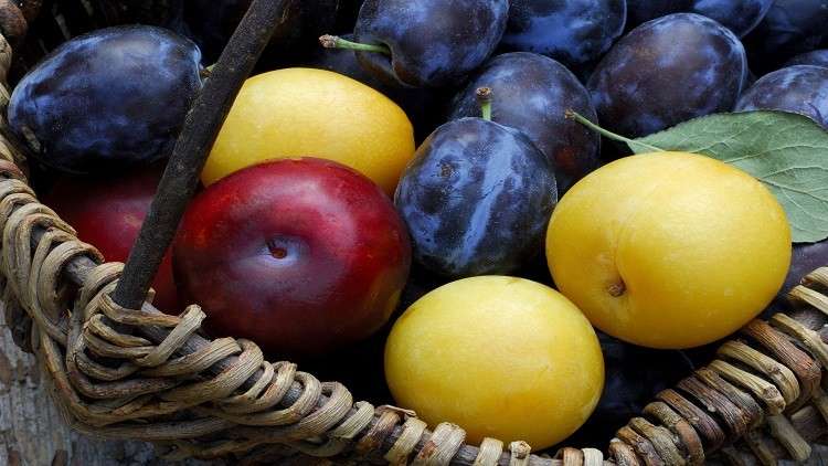 البرقوق يساعد في الوقاية من السرطان