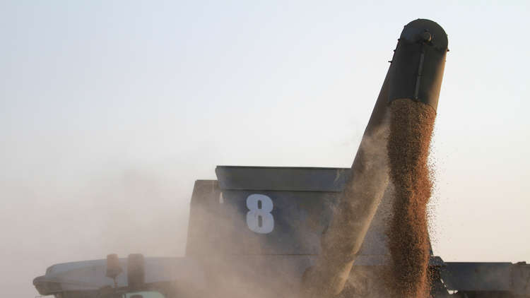 الحكومة المصرية تقاضي مواطنا ابتكر أسلوبا جديدا في زراعة الأرز (صور)