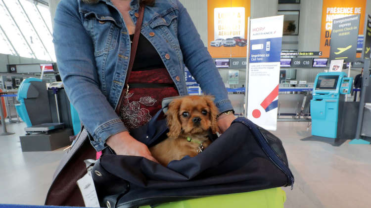 كلب مذعور يعرقل حركة مطار القاهرة