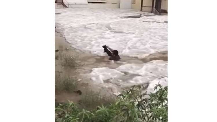 شاب سعودي ينقذ قطة من وسط الثلوج