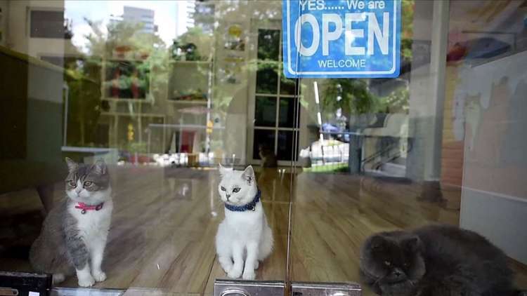 ماليزيا.. فندق لسلالات القطط المدللة