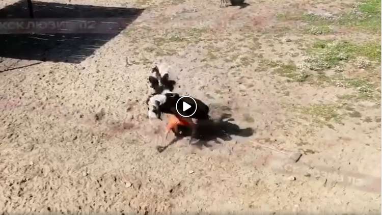 بالفيديو.. نعامة غاضبة تهاجم رجلا