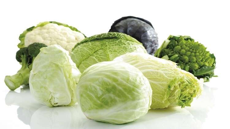اكتشاف مادة في الملفوف تحمي من سرطان القولون