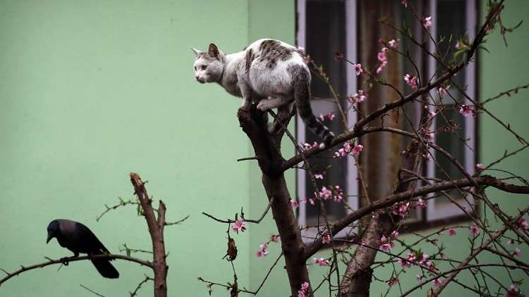 غراب "بطل" يوقف معركة شرسة بين قطتين! (فيديو)