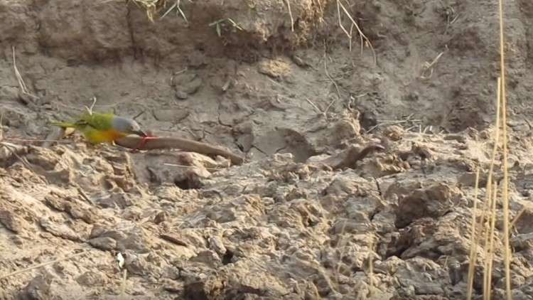 طائر صغير يتغلب على ثعبان سام كبير 