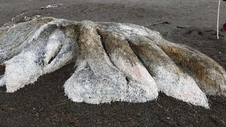 مسخ مغطى بالشعر على ساحل كامتشاتكا شرقي روسيا