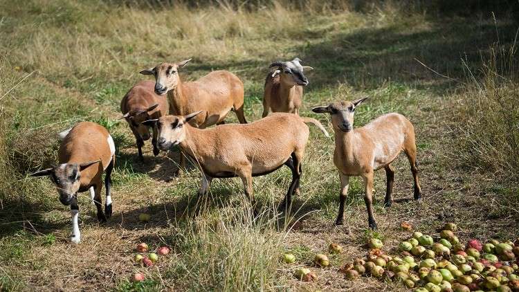 ناد تركي يبيع لاعبيه ويشتري المعاز!