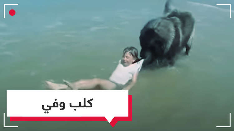 بالفيديو.. خوفا عليها من الغرق كلب وفي يسحب طفلة إلى بر الأمان 