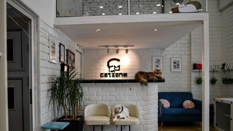 وصار للقطط في دمشق فندق!