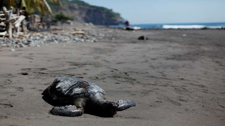 السلطات المصرية تصادر سلاحف مهددة بالانقراض وتعاقب المتجرين بها