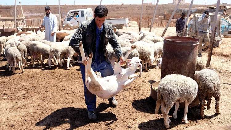 المصريون يقبلون على أسواق الماشية لجلب أضاحيهم