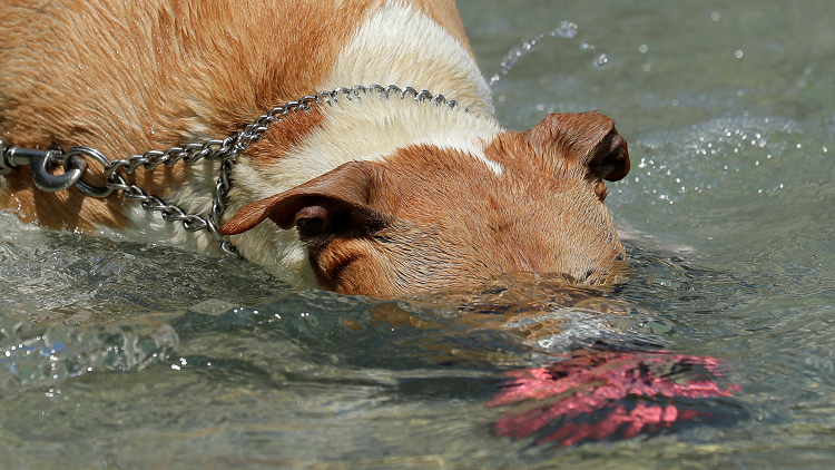 كلب بملامح تشبه البشر! (صور)