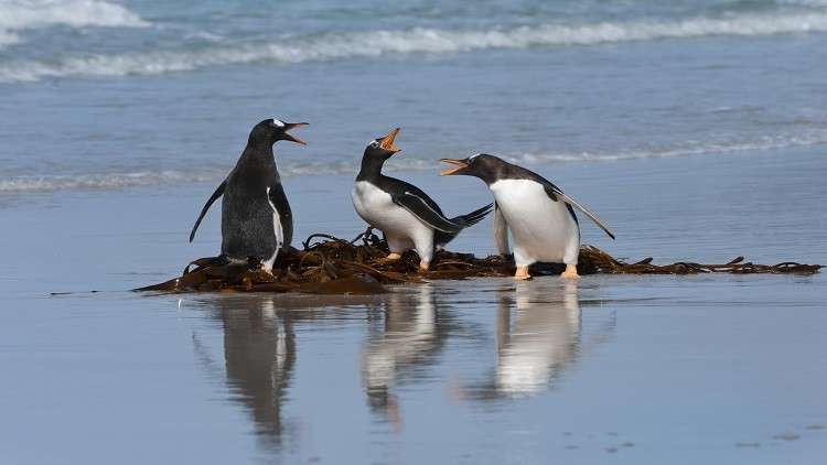 مشاهد فريدة.. سلطعون البحر