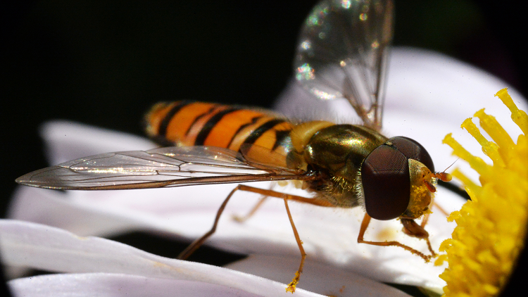 شاهد كيف بنى النحل خلية عملاقة داخل سيارة!