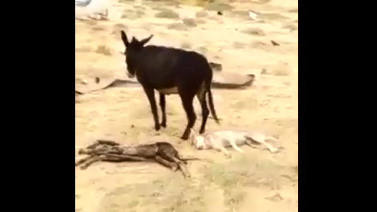 حمار ينتقم من ذئب قتل ابنه! (فيديو)
