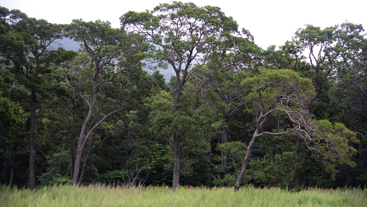 دراسة علمية تستهدف شجرة تفرز المعادن الثقيلة من جذوعها (صورة)