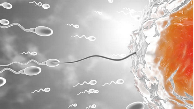 دراسة تنفي اعتقادا شائعا حول خصوبة الرجال!