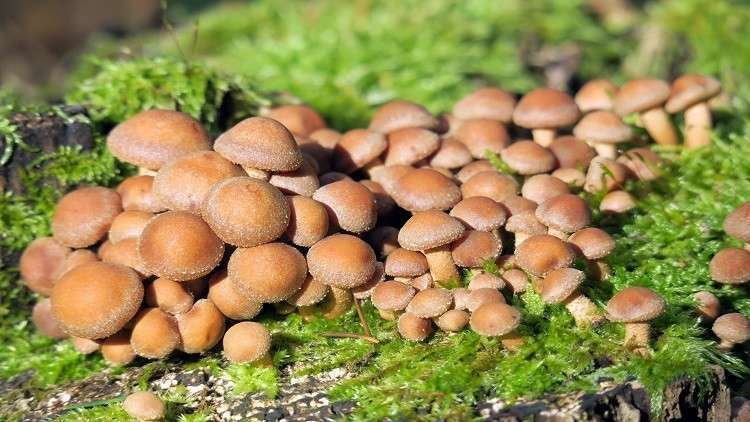 الفطر مفتاح الانتصار في الحرب على البلاستيك