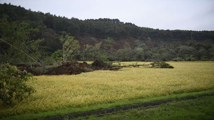 اكتشاف نظير الجهاز العصبي في النباتات