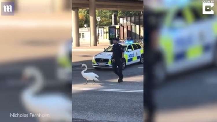 شرطي سويدي يضمن سلامة طائر جميل في شوارع ستوكهولم