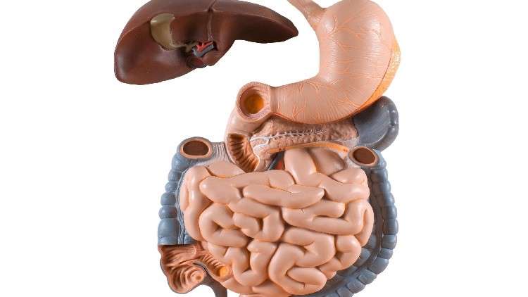 دراسة: الدماغ يرتبط مباشرة بالمعدة والأمعاء