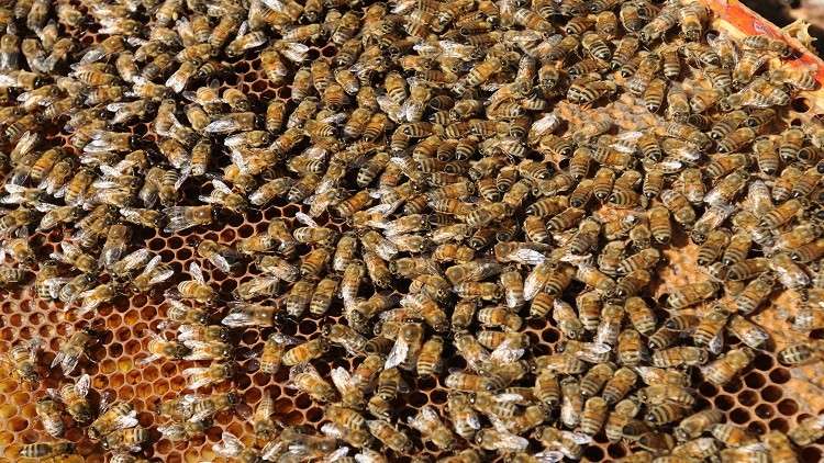 مبيدات قاتلة تعرض وجود النحل للخطر!