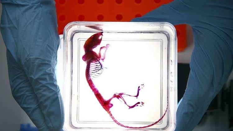 علماء ينجحون في إنتاج فئران سليمة من أخرى مثلية الجنس!