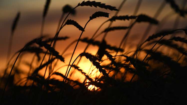 روسيا تتوقع هذا العام محصولا وفيرا من الحبوب 