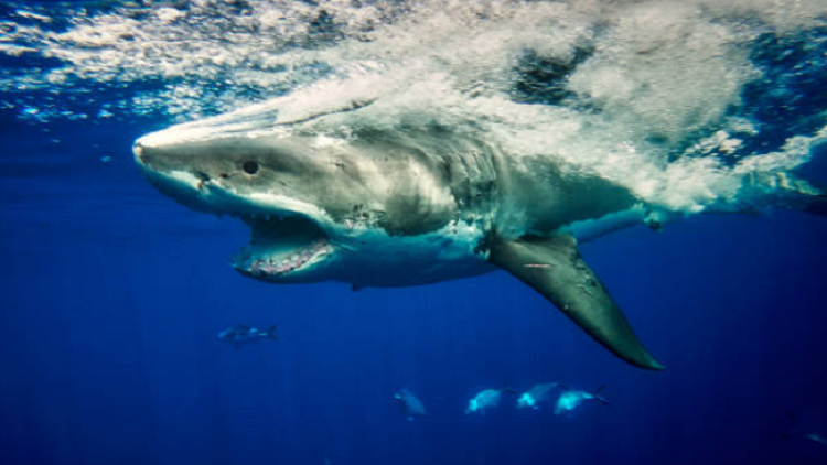 صورة مؤلمة في البحر الأحمر تبين التهديد الحقيقي للبلاستيك!