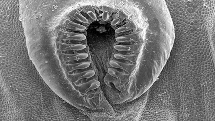 أصغر دماغ حيوان في العالم بسمك شعرة الإنسان!