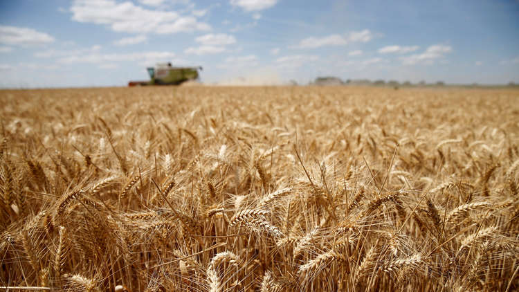 الأمم المتحدة تشتري 50 ألف طن من القمح لليمن
