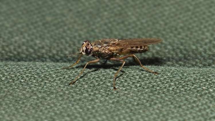 ارتفاع درجات الحرارة يقضي على ذبابة تسي تسي الخطرة